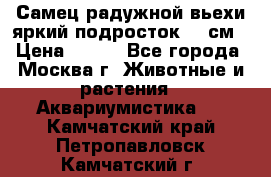 Самец радужной вьехи яркий подросток 15 см › Цена ­ 350 - Все города, Москва г. Животные и растения » Аквариумистика   . Камчатский край,Петропавловск-Камчатский г.